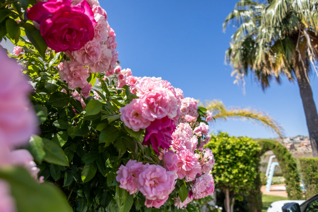 Roses by the car port